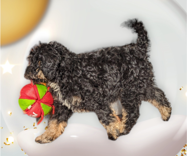Medium Photo #3 Miniature Bernedoodle Puppy For Sale in PLACERVILLE, CA, USA