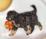 Small Photo #3 Miniature Bernedoodle Puppy For Sale in PLACERVILLE, CA, USA