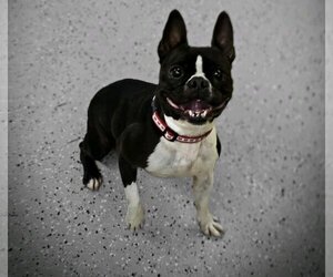 Boston Terrier Dogs for adoption in York, SC, USA