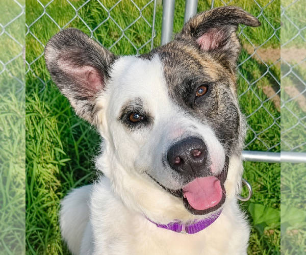 Medium Photo #13 American Staffordshire Terrier-Border Collie Mix Puppy For Sale in Huntley, IL, USA