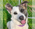 Small #12 American Staffordshire Terrier-Border Collie Mix