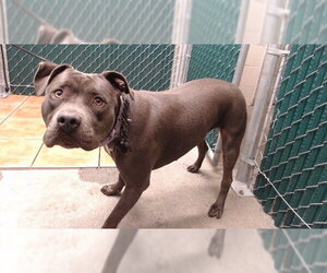 Mutt Dogs for adoption in Downey, CA, USA