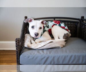 American Pit Bull Terrier-Unknown Mix Dogs for adoption in Andover, MN, USA