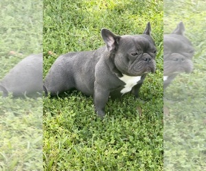 Mother of the French Bulldog puppies born on 06/06/2022