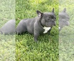 Small Photo #1 French Bulldog Puppy For Sale in KENNETH CITY, FL, USA