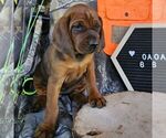 Small #2 Redbone Coonhound