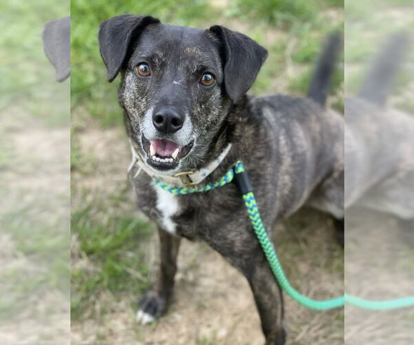 Medium Photo #14 Beagle-Unknown Mix Puppy For Sale in Rockaway, NJ, USA
