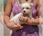 Small #1 Havanese