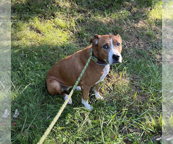 Medium Photo #1 Boxer Puppy For Sale in Candler, NC, USA