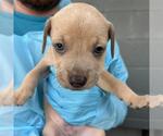 Small American Staffordshire Terrier Mix