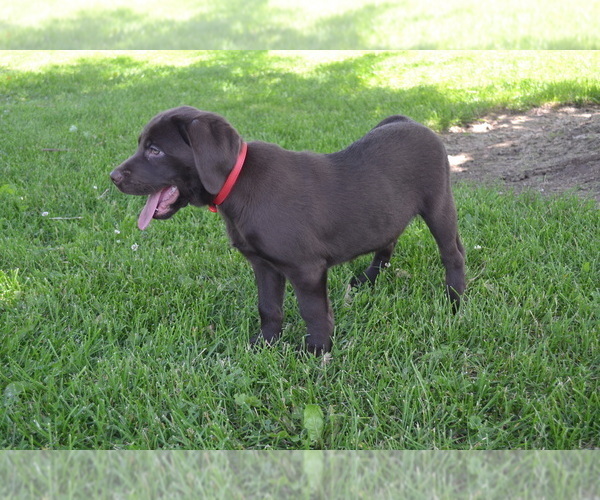 Medium Photo #18 Labrador Retriever Puppy For Sale in GREENWOOD, WI, USA