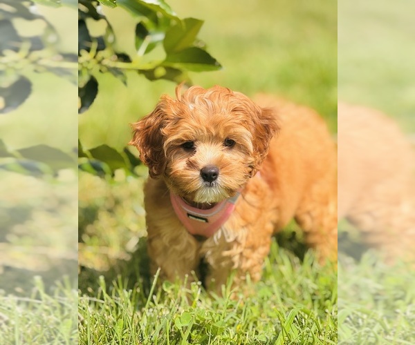 Medium Photo #11 Cock-A-Poo Puppy For Sale in WHITE PLAINS, MD, USA