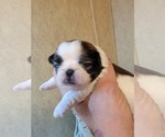 Small #2 Shih Tzu