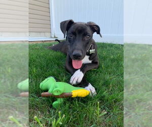 Labrador Retriever-Unknown Mix Dogs for adoption in Doylestown, PA, USA