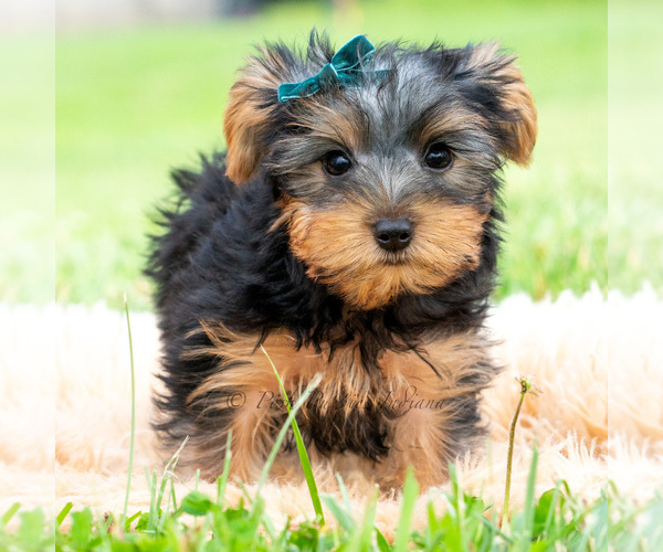Medium Photo #6 Yorkshire Terrier Puppy For Sale in WARSAW, IN, USA
