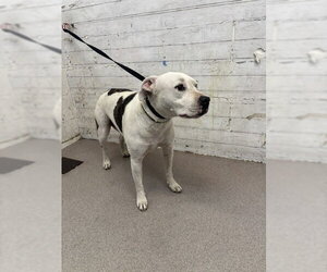 Mutt Dogs for adoption in San Bernardino, CA, USA
