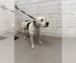 AURORA - Female Mutt Dog for Adoption - Small photo