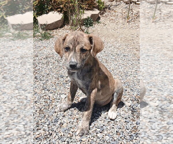 Medium Photo #1 American Pit Bull Terrier-Basset Hound Mix Puppy For Sale in Salt Lake City, UT, USA