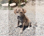 Small American Pit Bull Terrier-Basset Hound Mix