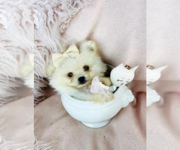 Medium Photo #14 Pomeranian Puppy For Sale in PEMBROKE PINES, FL, USA