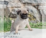 Small Photo #2 Pug Puppy For Sale in CHAMBERSBURG, PA, USA