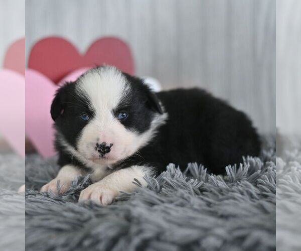 Medium Photo #3 Miniature Australian Shepherd Puppy For Sale in REBERSBURG, PA, USA