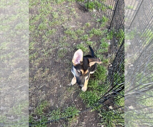 Medium Photo #7 German Shepherd Dog Puppy For Sale in SACRAMENTO, CA, USA