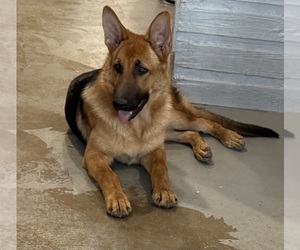 Father of the German Shepherd Dog puppies born on 02/01/2026