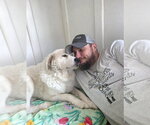 Small Great Pyrenees Mix