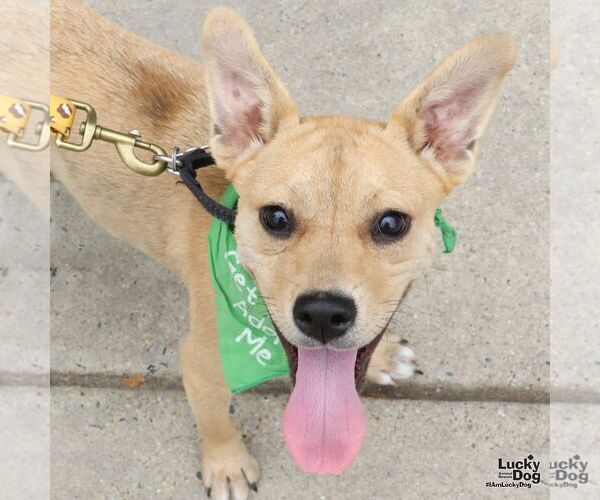 Medium Photo #4 Mutt Puppy For Sale in Washington, DC, USA