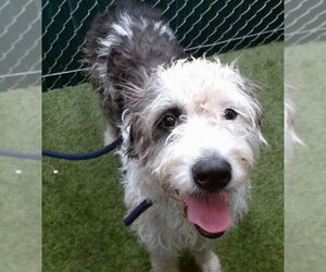 Poodle (Standard)-Unknown Mix Dogs for adoption in Downey, CA, USA