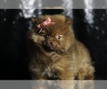Small Photo #96 Pomeranian Puppy For Sale in WARSAW, IN, USA