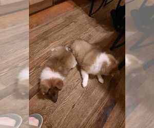 Shetland Sheepdog Puppy for Sale in CHICAGO, Illinois USA