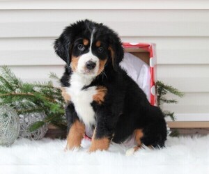 Bernese Mountain Dog Puppy for sale in APPLE CREEK, OH, USA