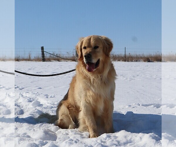 Medium Photo #1 Golden Retriever Puppy For Sale in LANCASTER, WI, USA