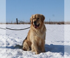 Golden Retriever Puppy for sale in LANCASTER, WI, USA