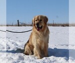 Image preview for Ad Listing. Nickname: Arthur