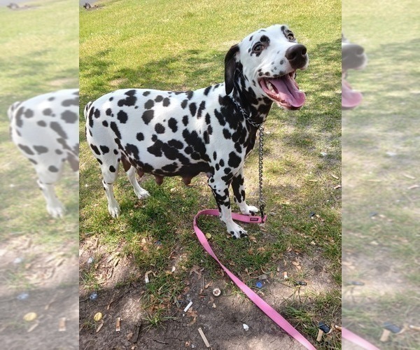 Medium Photo #1 Dalmatian Puppy For Sale in ROMEOVILLE, IL, USA