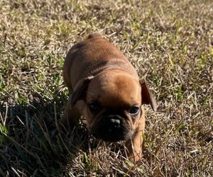 Medium French Bulldog