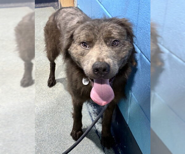Medium Photo #1 Chow Chow-Unknown Mix Puppy For Sale in Forestville, MD, USA
