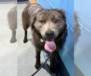 Chow Chow-Unknown Mix Dogs for adoption in Forestville, MD, USA
