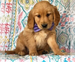 Golden Retriever Puppy for sale in LANCASTER, PA, USA