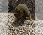 Small #2 Bloodhound