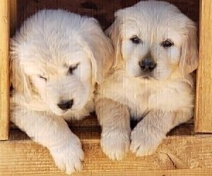 English Cream Golden Retriever Puppy for sale in TEHACHAPI, CA, USA