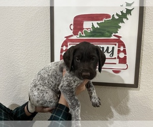 German Wirehaired Pointer Puppy for sale in REDDING, CA, USA