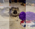 Small Photo #4 Keeshond Puppy For Sale in FAYETTEVILLE, TN, USA