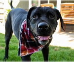 Small Photo #21 Mastador Puppy For Sale in Lake Forest, CA, USA