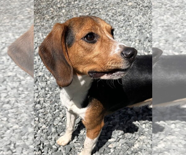 Medium Photo #3 Beagle Puppy For Sale in Thomasville, NC, USA