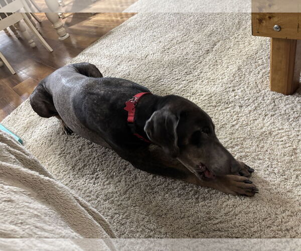 Medium Photo #15 Doberman Pinscher Puppy For Sale in Minneaoplis, MN, USA