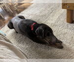 Small #14 Doberman Pinscher